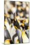 Falkland Islands, East Falkland. King penguin calling.-Jaynes Gallery-Mounted Photographic Print