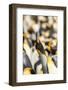 Falkland Islands, East Falkland. King penguin calling.-Jaynes Gallery-Framed Photographic Print