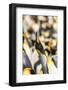 Falkland Islands, East Falkland. King penguin calling.-Jaynes Gallery-Framed Photographic Print