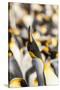 Falkland Islands, East Falkland. King penguin calling.-Jaynes Gallery-Stretched Canvas