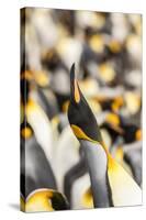 Falkland Islands, East Falkland. King penguin calling.-Jaynes Gallery-Stretched Canvas