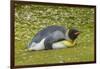 Falkland Islands, East Falkland. King Penguin Lying on Grass-Cathy & Gordon Illg-Framed Photographic Print