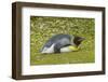 Falkland Islands, East Falkland. King Penguin Lying on Grass-Cathy & Gordon Illg-Framed Photographic Print