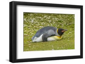 Falkland Islands, East Falkland. King Penguin Lying on Grass-Cathy & Gordon Illg-Framed Photographic Print