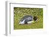 Falkland Islands, East Falkland. King Penguin Lying on Grass-Cathy & Gordon Illg-Framed Photographic Print