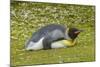Falkland Islands, East Falkland. King Penguin Lying on Grass-Cathy & Gordon Illg-Mounted Photographic Print
