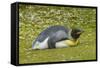 Falkland Islands, East Falkland. King Penguin Lying on Grass-Cathy & Gordon Illg-Framed Stretched Canvas