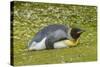 Falkland Islands, East Falkland. King Penguin Lying on Grass-Cathy & Gordon Illg-Stretched Canvas