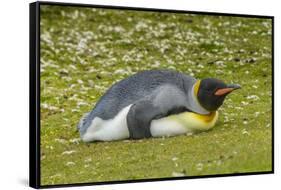 Falkland Islands, East Falkland. King Penguin Lying on Grass-Cathy & Gordon Illg-Framed Stretched Canvas