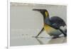 Falkland Islands, East Falkland. King Penguin on Beach-Cathy & Gordon Illg-Framed Photographic Print