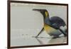 Falkland Islands, East Falkland. King Penguin on Beach-Cathy & Gordon Illg-Framed Photographic Print