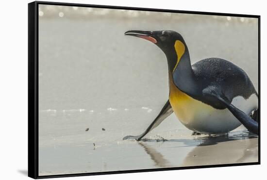 Falkland Islands, East Falkland. King Penguin on Beach-Cathy & Gordon Illg-Framed Stretched Canvas
