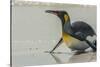 Falkland Islands, East Falkland. King Penguin on Beach-Cathy & Gordon Illg-Stretched Canvas