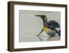 Falkland Islands, East Falkland. King Penguin on Beach-Cathy & Gordon Illg-Framed Photographic Print