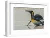 Falkland Islands, East Falkland. King Penguin on Beach-Cathy & Gordon Illg-Framed Photographic Print