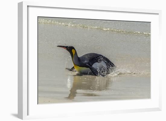 Falkland Islands, East Falkland. King Penguin on Beach-Cathy & Gordon Illg-Framed Photographic Print