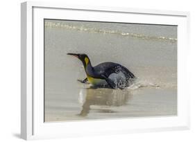 Falkland Islands, East Falkland. King Penguin on Beach-Cathy & Gordon Illg-Framed Photographic Print