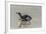 Falkland Islands, East Falkland. King Penguin on Beach-Cathy & Gordon Illg-Framed Photographic Print