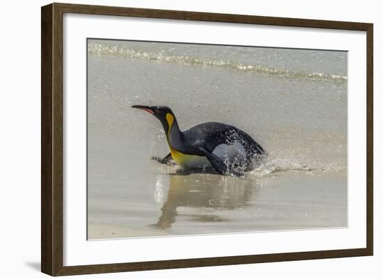 Falkland Islands, East Falkland. King Penguin on Beach-Cathy & Gordon Illg-Framed Photographic Print