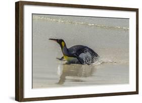 Falkland Islands, East Falkland. King Penguin on Beach-Cathy & Gordon Illg-Framed Photographic Print