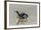 Falkland Islands, East Falkland. King Penguin on Beach-Cathy & Gordon Illg-Framed Photographic Print