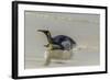 Falkland Islands, East Falkland. King Penguin on Beach-Cathy & Gordon Illg-Framed Photographic Print