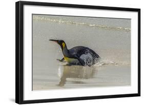 Falkland Islands, East Falkland. King Penguin on Beach-Cathy & Gordon Illg-Framed Photographic Print