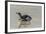 Falkland Islands, East Falkland. King Penguin on Beach-Cathy & Gordon Illg-Framed Photographic Print