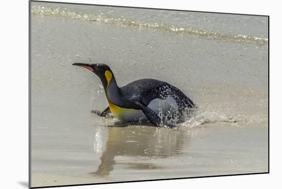 Falkland Islands, East Falkland. King Penguin on Beach-Cathy & Gordon Illg-Mounted Photographic Print