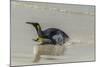 Falkland Islands, East Falkland. King Penguin on Beach-Cathy & Gordon Illg-Mounted Photographic Print