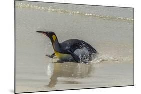 Falkland Islands, East Falkland. King Penguin on Beach-Cathy & Gordon Illg-Mounted Photographic Print