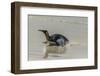 Falkland Islands, East Falkland. King Penguin on Beach-Cathy & Gordon Illg-Framed Photographic Print