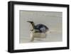 Falkland Islands, East Falkland. King Penguin on Beach-Cathy & Gordon Illg-Framed Photographic Print