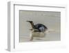 Falkland Islands, East Falkland. King Penguin on Beach-Cathy & Gordon Illg-Framed Photographic Print