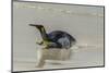 Falkland Islands, East Falkland. King Penguin on Beach-Cathy & Gordon Illg-Mounted Photographic Print