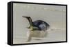 Falkland Islands, East Falkland. King Penguin on Beach-Cathy & Gordon Illg-Framed Stretched Canvas