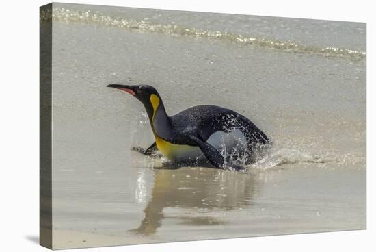 Falkland Islands, East Falkland. King Penguin on Beach-Cathy & Gordon Illg-Stretched Canvas