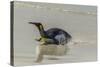 Falkland Islands, East Falkland. King Penguin on Beach-Cathy & Gordon Illg-Stretched Canvas