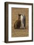 Falkland Islands, East Falkland. King Penguin Parent Feeding Chick-Cathy & Gordon Illg-Framed Photographic Print