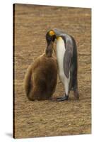 Falkland Islands, East Falkland. King Penguin Parent Feeding Chick-Cathy & Gordon Illg-Stretched Canvas