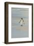 Falkland Islands, East Falkland. King Penguin Walking on Beach-Cathy & Gordon Illg-Framed Photographic Print