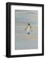 Falkland Islands, East Falkland. King Penguin Walking on Beach-Cathy & Gordon Illg-Framed Photographic Print