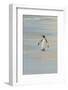 Falkland Islands, East Falkland. King Penguin Walking on Beach-Cathy & Gordon Illg-Framed Photographic Print