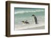 Falkland Islands, East Falkland. King Penguins in Beach Surf-Cathy & Gordon Illg-Framed Photographic Print