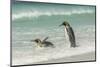 Falkland Islands, East Falkland. King Penguins in Beach Surf-Cathy & Gordon Illg-Mounted Photographic Print