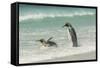 Falkland Islands, East Falkland. King Penguins in Beach Surf-Cathy & Gordon Illg-Framed Stretched Canvas