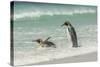 Falkland Islands, East Falkland. King Penguins in Beach Surf-Cathy & Gordon Illg-Stretched Canvas
