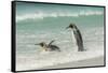 Falkland Islands, East Falkland. King Penguins in Beach Surf-Cathy & Gordon Illg-Framed Stretched Canvas