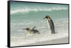 Falkland Islands, East Falkland. King Penguins in Beach Surf-Cathy & Gordon Illg-Framed Stretched Canvas