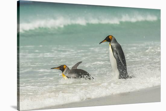 Falkland Islands, East Falkland. King Penguins in Beach Surf-Cathy & Gordon Illg-Stretched Canvas